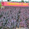 紫叶小檗、红叶小檗
