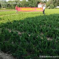龙柏、小龙柏