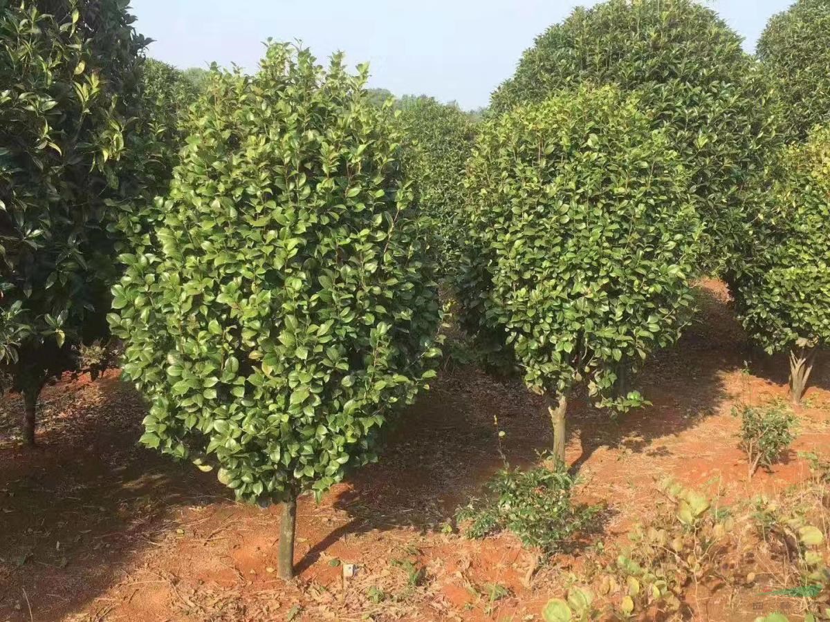 茶花树报价 茶花球直销 茶花 新价格 茶花树产地直销基地 种植厂家 产地报价单 湖南向往苗木基地