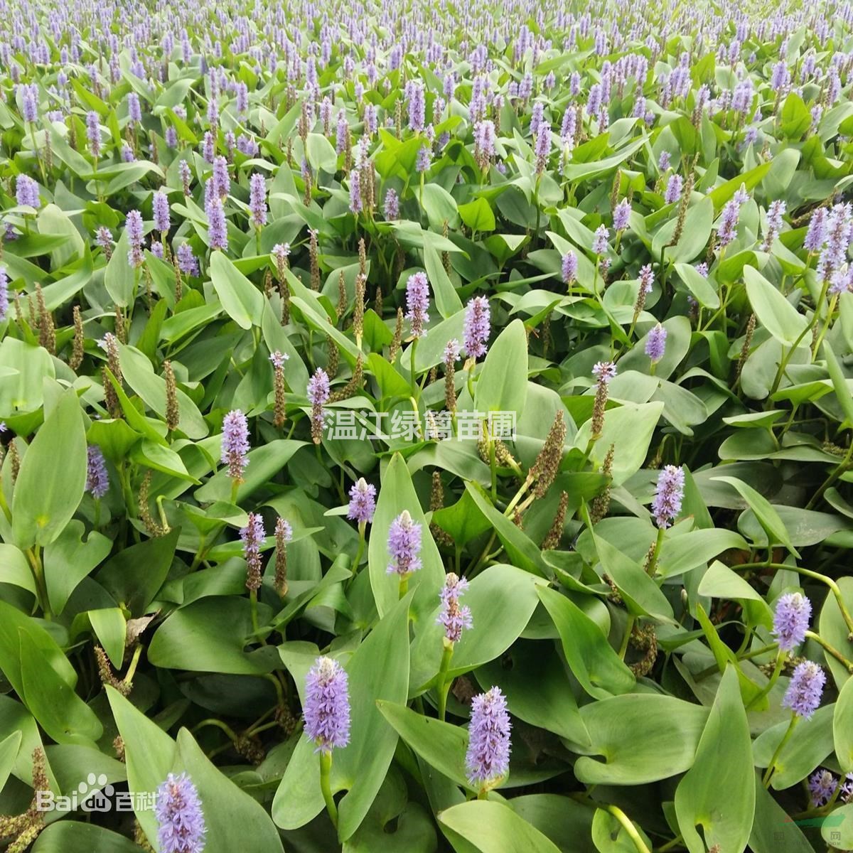 成都再力花種植基地