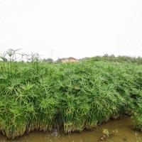 旱伞草80到1.2米基地供应 旱伞草水生植物基地