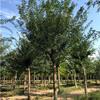 公园绿化皂角树  胸径12公分皂角树价格