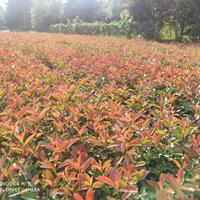 红叶石楠种植基地