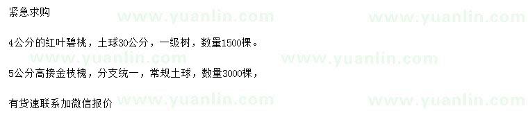 求购4公分红叶碧桃、5公分高接金枝槐