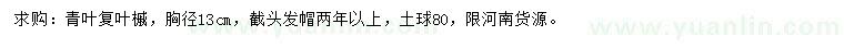 求购胸径13公分青叶复叶槭