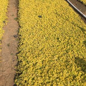 金叶过路黄种植基地  80万金叶过路黄自产自销 