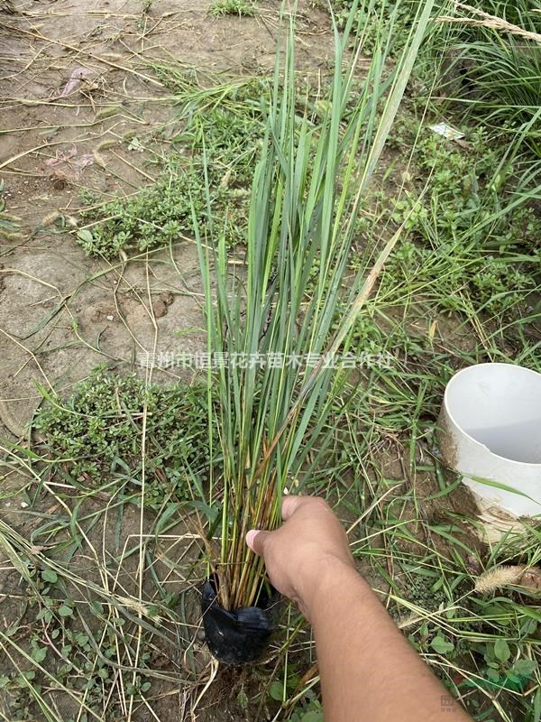 拂子茅批发价格拂子茅种植基地拂子茅自产自销