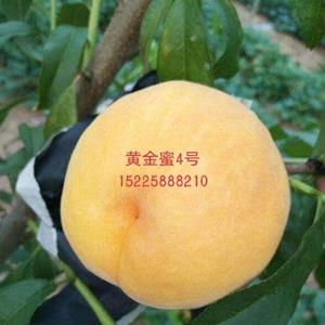 黄金蜜4号桃是中国农业科学院郑州果树研究所，推出的优良的黄..
