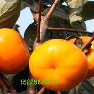 阳丰甜柿属于日本品种，果实呈扁圆形，果面橙红色，果肉为橙红..