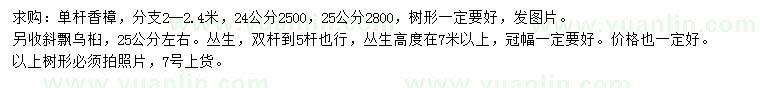 求购24、25公分香樟、25公分左右丛生乌桕