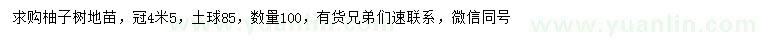 求购冠幅4.5米柚子树