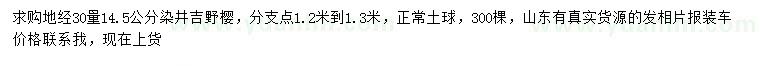 求购30量14.5公分染井吉野樱