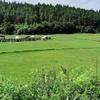 这是贵州基地的马尼拉草坪实拍 贵州马尼拉草皮实拍