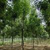 速生白蜡  白蜡树10-18公分  防风固沙 城镇绿化
