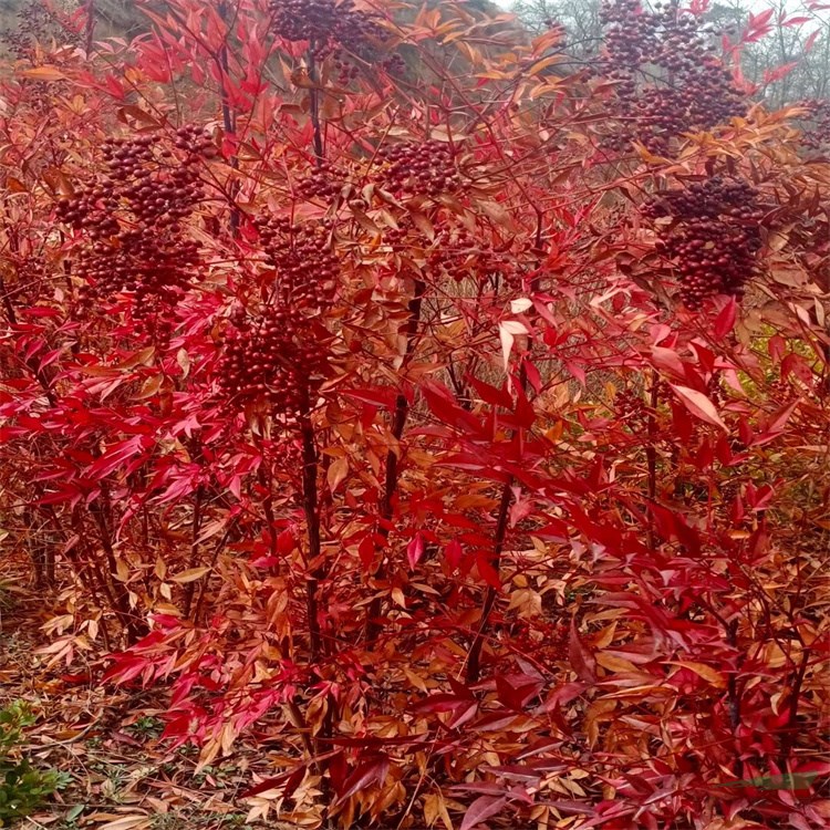 觀葉賞果南天竹紅天竺顏色多變藍天竹種子種苗快遞