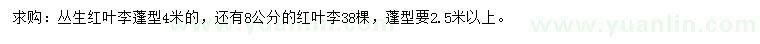 求购冠4米丛生红叶李、8公分红叶李