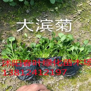 大滨菊价格_大滨菊图片_大滨菊基地_大滨菊产地