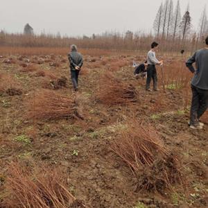 湖南南县大量供应高度10-200厘米水杉小苗