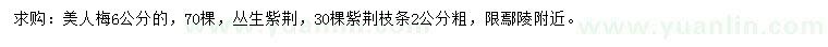 求购6公分美人梅、丛生紫荆