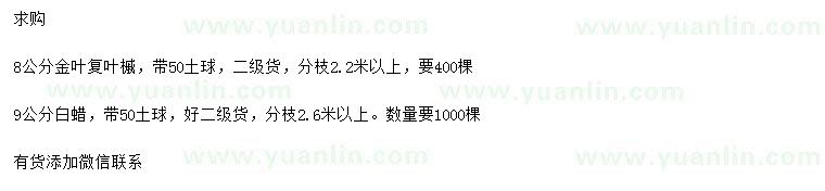 求购8公分金叶复叶槭、9公分白蜡