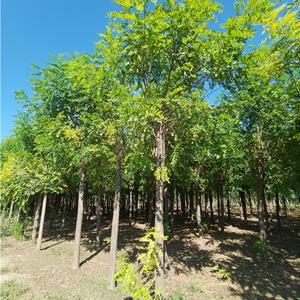 香花槐苗木价格-13公分香花槐价格