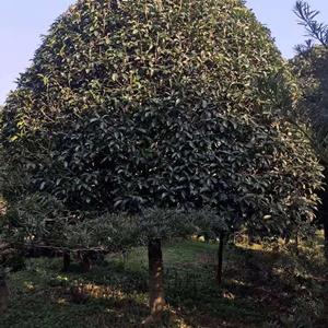 18公分桂花树行情 益阳桂花树苗圃批发价格