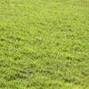 河北草坪 草坪基地 草坪价格 优质草坪