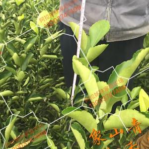 一年生象山青柑橘苗，象山青柑桔栽培技术
