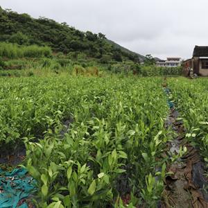 一年生甘平柑桔树苗，爱媛34号新品种甘平桔苗柑桔苗柑橘象山直销