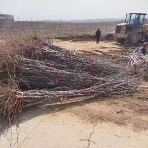 瑞阳、瑞雪苹果树苗