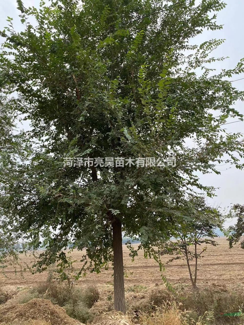 山东榆树菏泽榆树大规格榆树精品榆树榆树工程苗