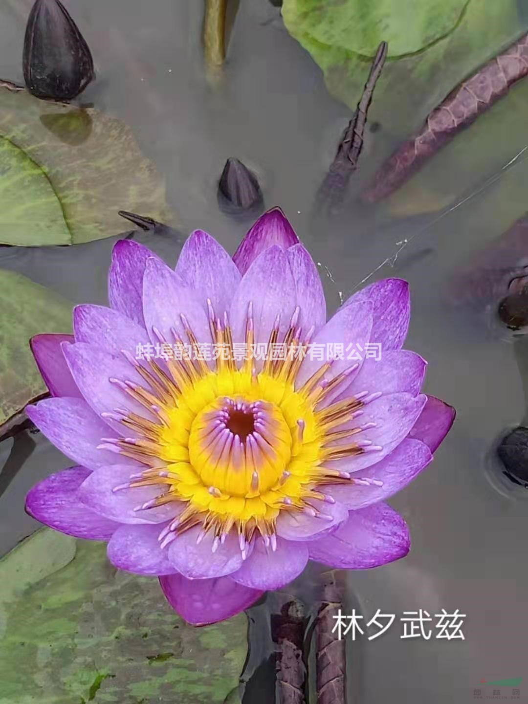 安徽蚌埠水生植物睡莲出售 