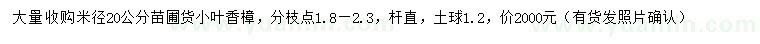 求购米径20公分小叶香樟