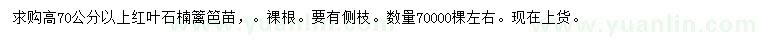 求购高70公分以上红叶石楠