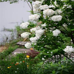 基地出售 中华木绣球 风景树庭荫树 湿地绿化环境绿化 现货充足 绣球花 花量巨大 株型饱满