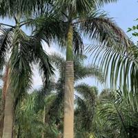 福建大王椰子批发价格便宜这是本基地今天实拍的大王椰子图片漳州