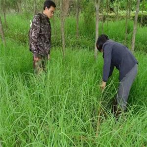 基地直销 牛鞭草 园林护坡护岸绿化草 饲料草 欢迎订购