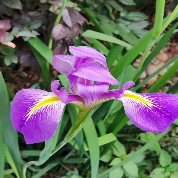 江苏沭阳宿根地被草花绿色系紫花鸢尾水生鸢尾蓝花湿地庭院道路公园绿化 宿迁市沃美园艺发展有限公司