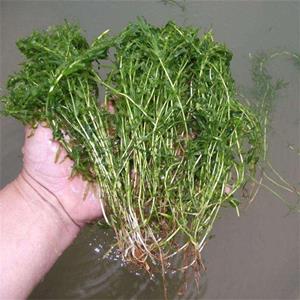 批发水生植物 伊乐藻 沉水植物净化水质 水体绿化