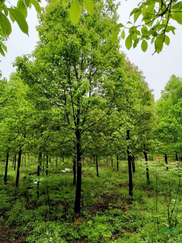 湖南香樟圖片 長沙香樟批發價格便宜 這是本基地的香樟實拍照片