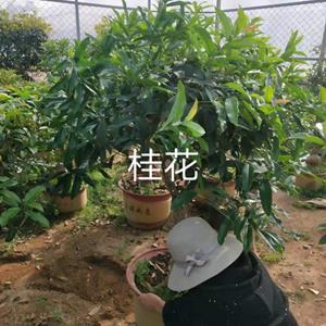 山东青州桂花图片/山东青州桂花报价