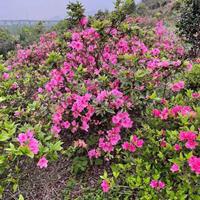 供应杜鹃 杜鹃供应商 杜鹃产地 杜鹃绿化苗木苗圃基地