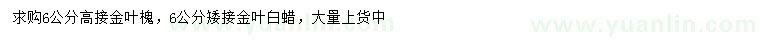 求购6公分高接金叶槐、金叶白蜡