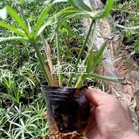 山东青州旱伞草种植基地