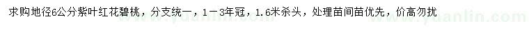 求购地径6公分紫叶红花碧桃