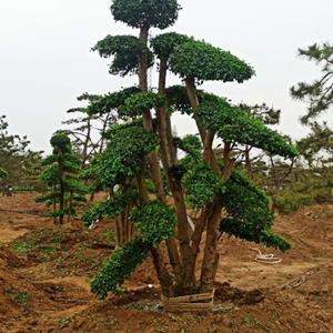 造型油松及小叶女贞造型