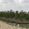 精品 小叶女贞造型 潢川县 苗圃基地 直销 库存充足 规格*