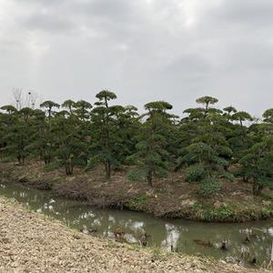 精品 小叶女贞造型 潢川县 苗圃基地 直销 库存充足 规格*