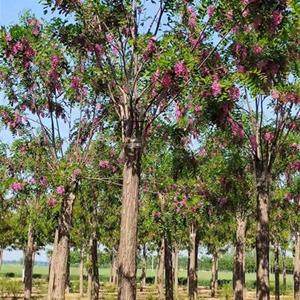 出售香花槐 10-12-15公分香花槐价格多少