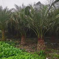 福建椰子树树 福建布迪椰子 漳州有很多棕榈科植物布迪椰子批发